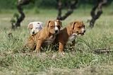 AMSTAFF  PUPPIES 125